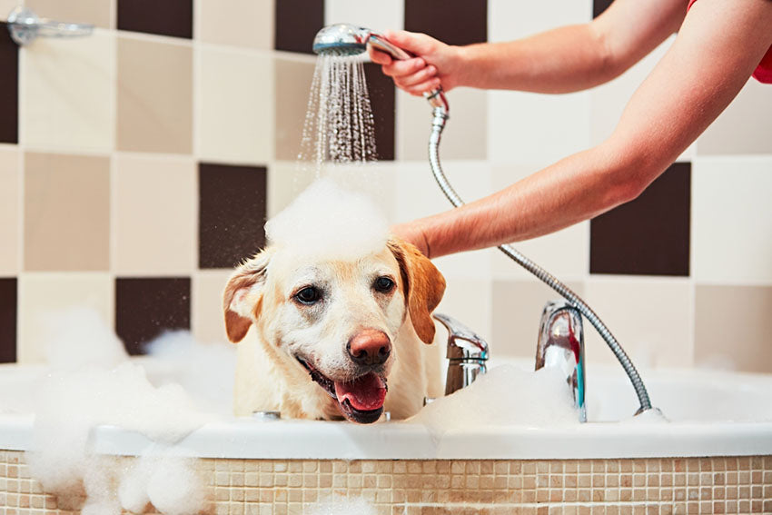 Cleansing Diet for Your Pet