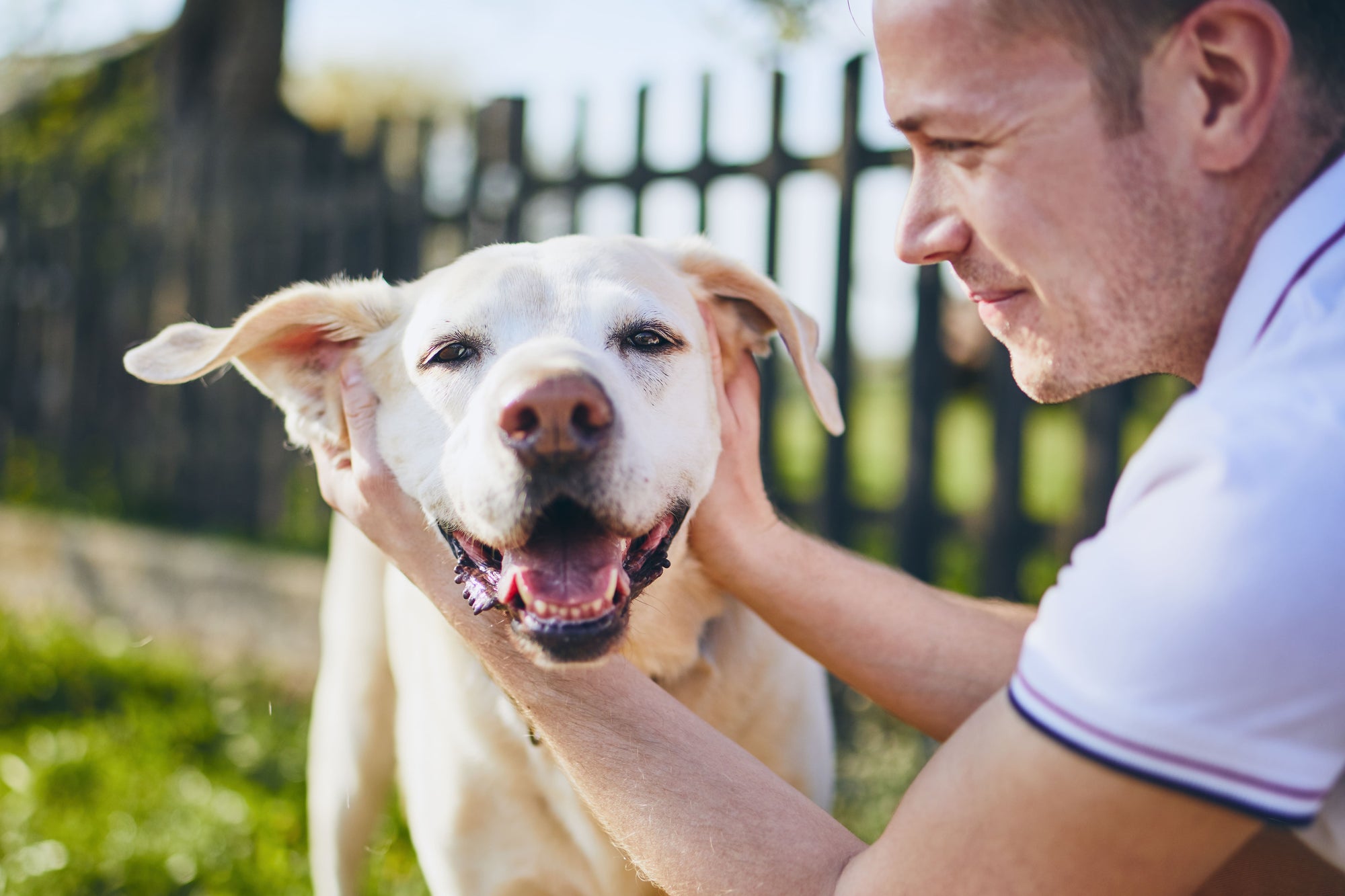 What’s The Best, Most Natural Diet For Your Dog?