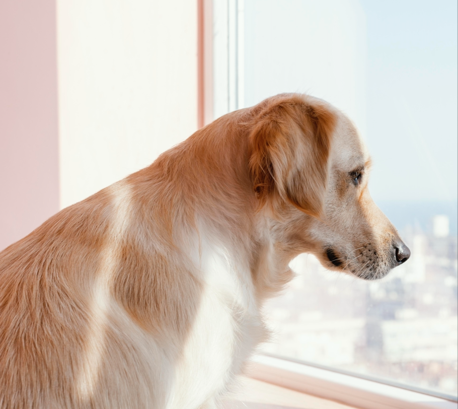 What Do Dogs Think About? A Peek Inside the Canine Mind