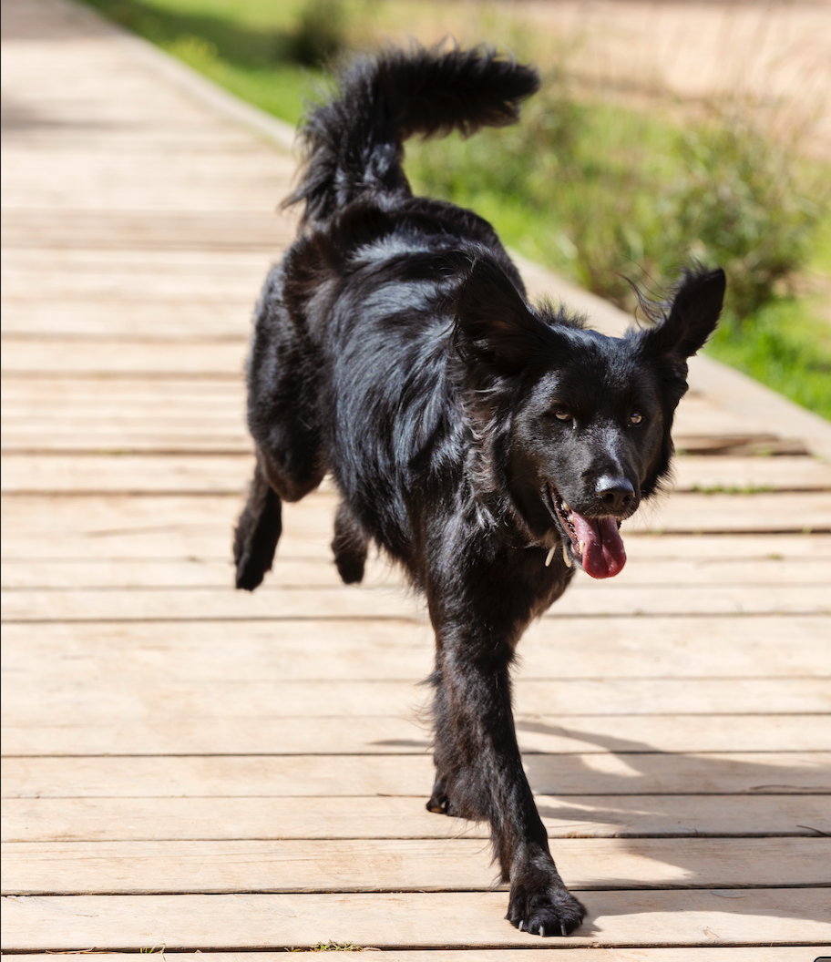 What Is Your Dog’s Tail Really Saying? Decoding the Language of Wags