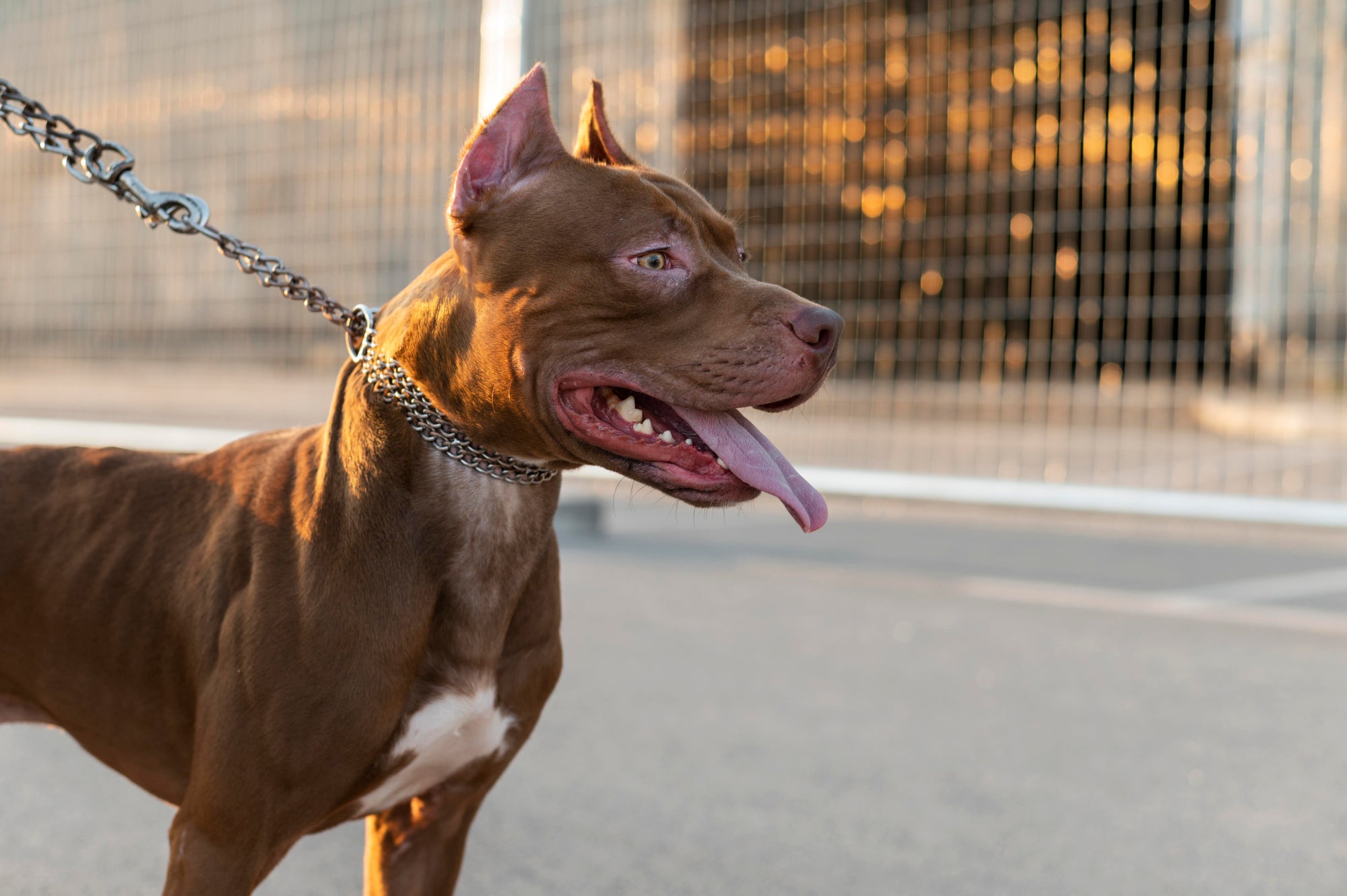 Understanding and Managing Aggression in Dogs the Viand Way