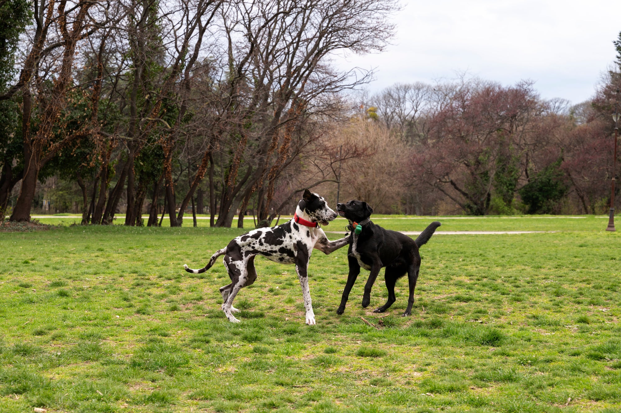 How to Prevent Dog Fights: A Guide for Proactive Pet Parents