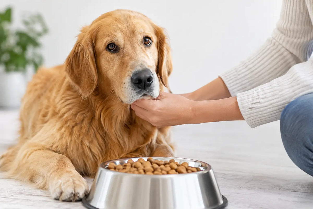 How to Identify Dog Food Allergies at Home