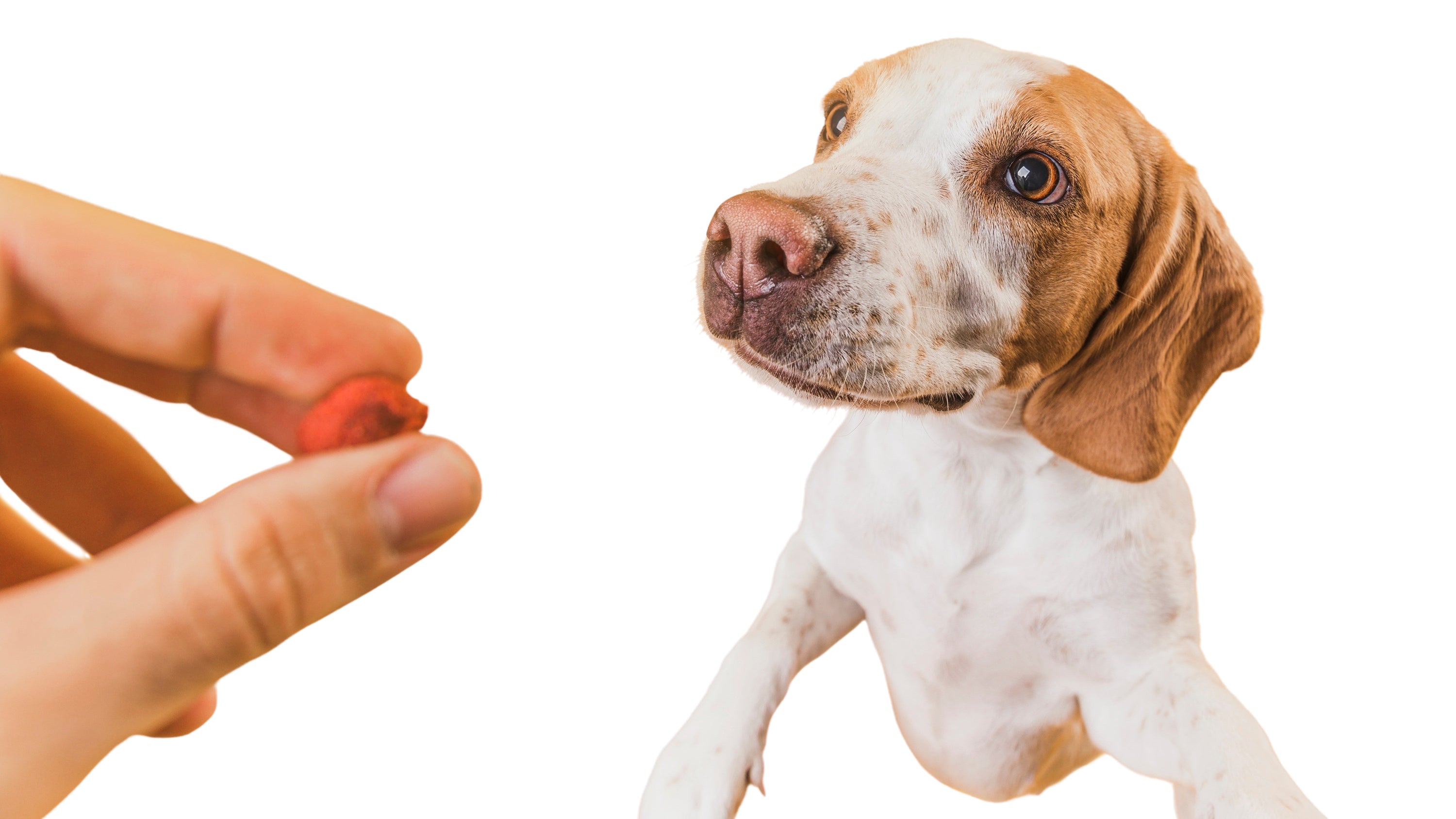 What Does Catnip Do to Dogs?