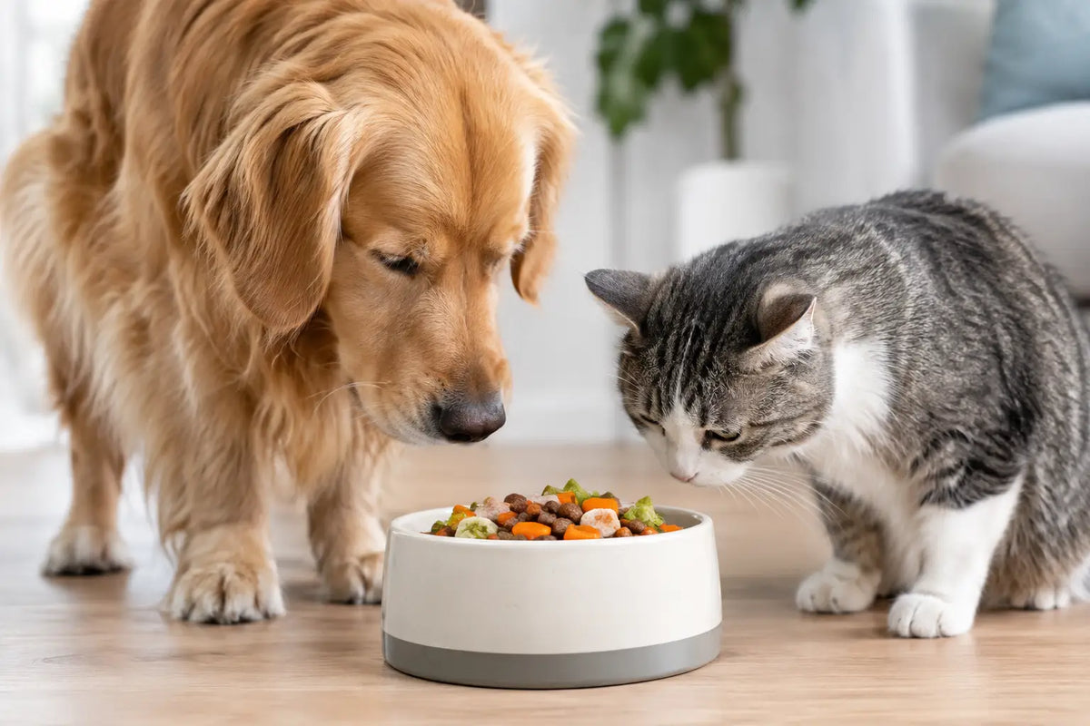 Personalized Pet Nutrition Starts With the Bowl