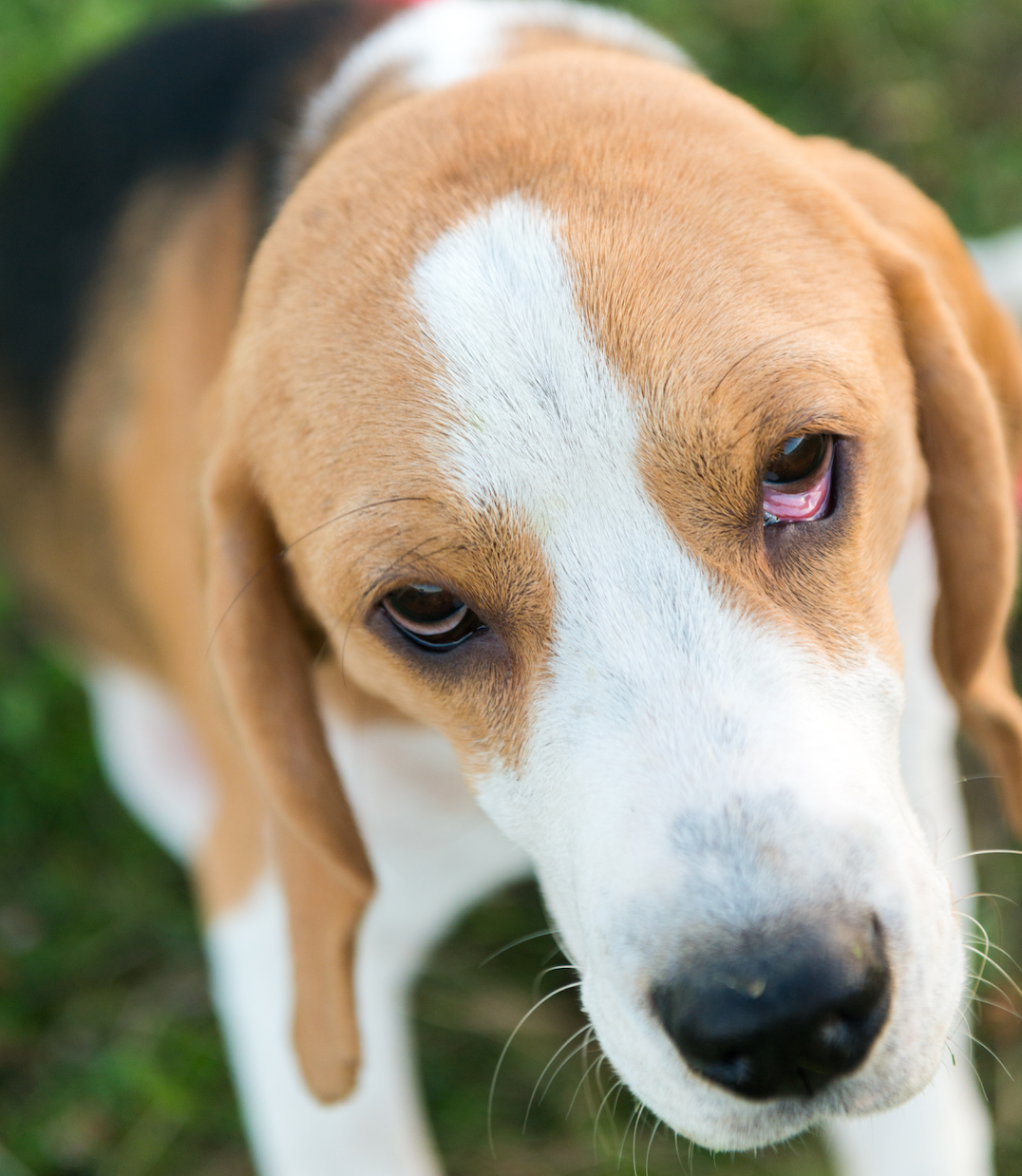 Why Are My Dog’s Eyes Red? What You Need to Know About Bloodshot Eyes in Dogs