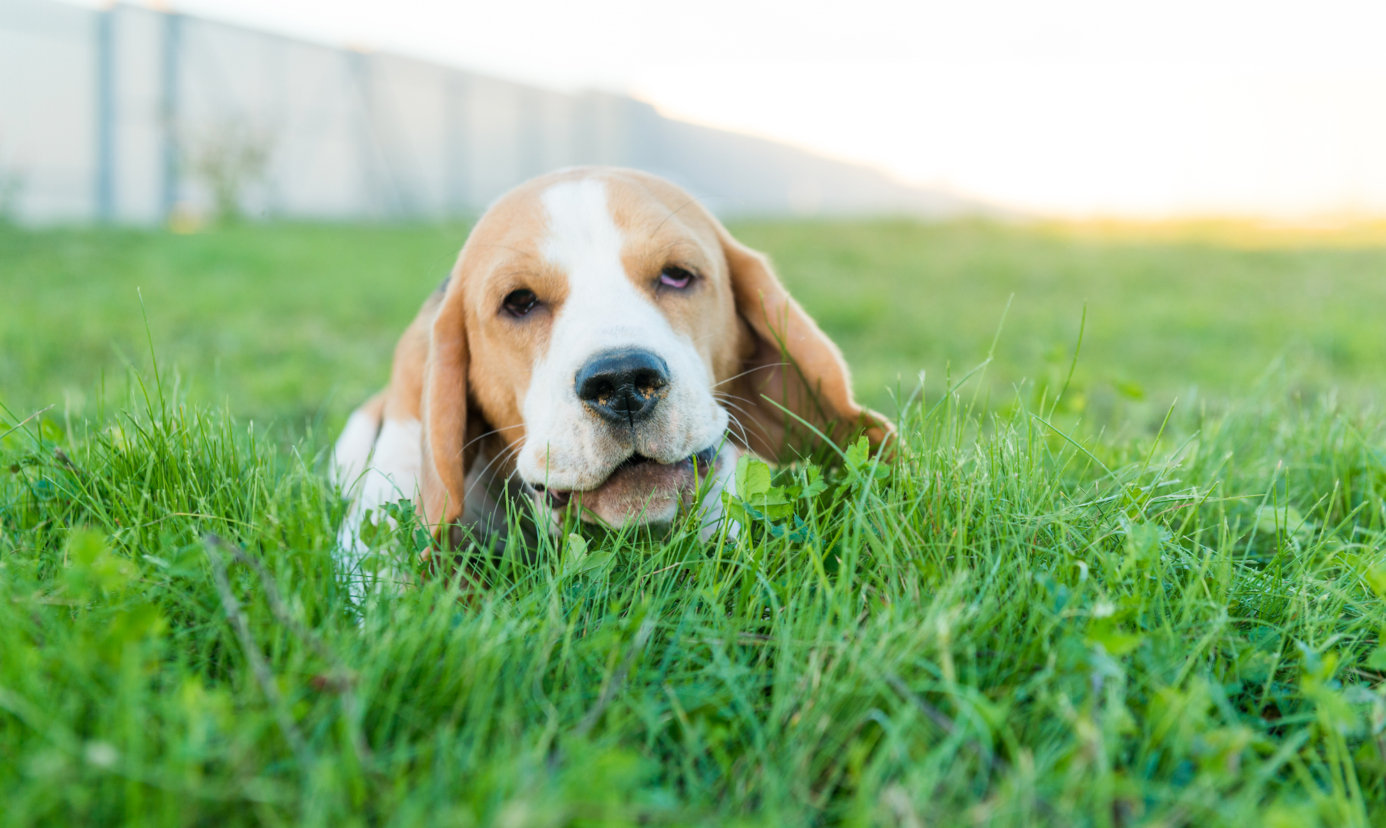 Why Does My Dog Eat Grass?