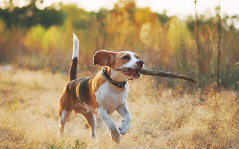 Myth-Busting Monday: 3 Pet Nutrition Myths Every Dog Owner Should Know