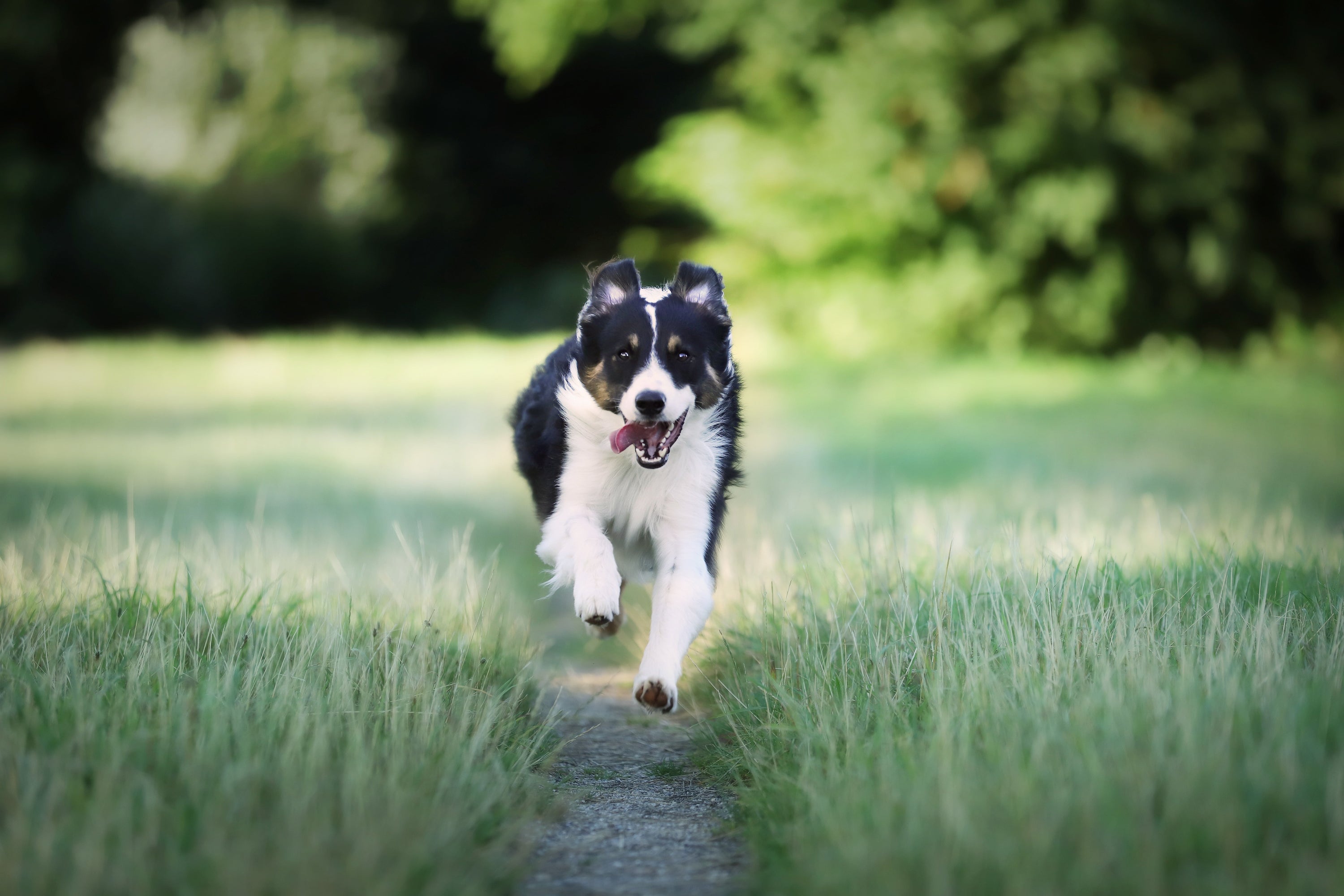 Zoomies Unleashed: Why Dogs Dash Like Crazy and What It Really Means
