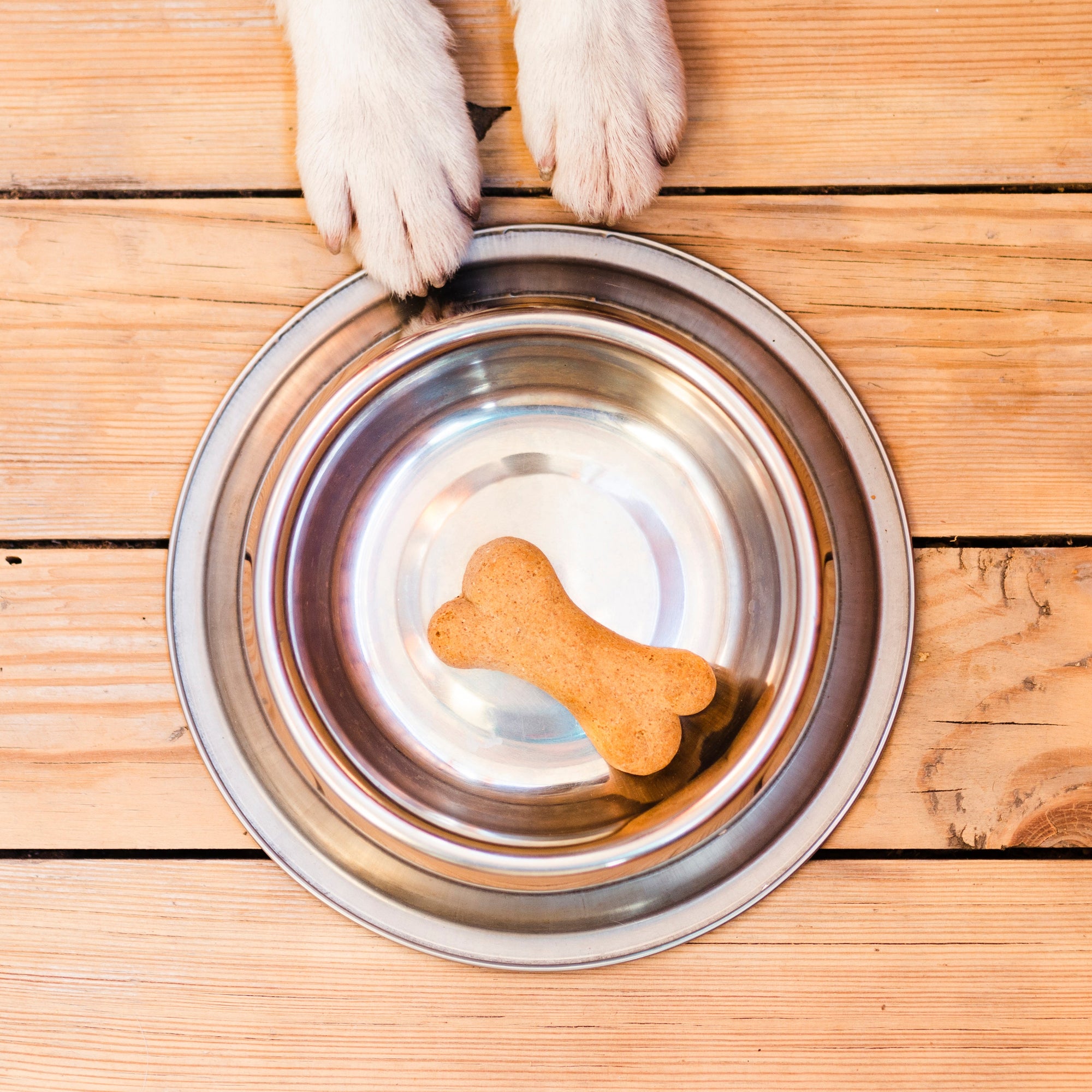 Is Your Dog’s Bowl Making Them Sick? Let’s Talk Hygiene.