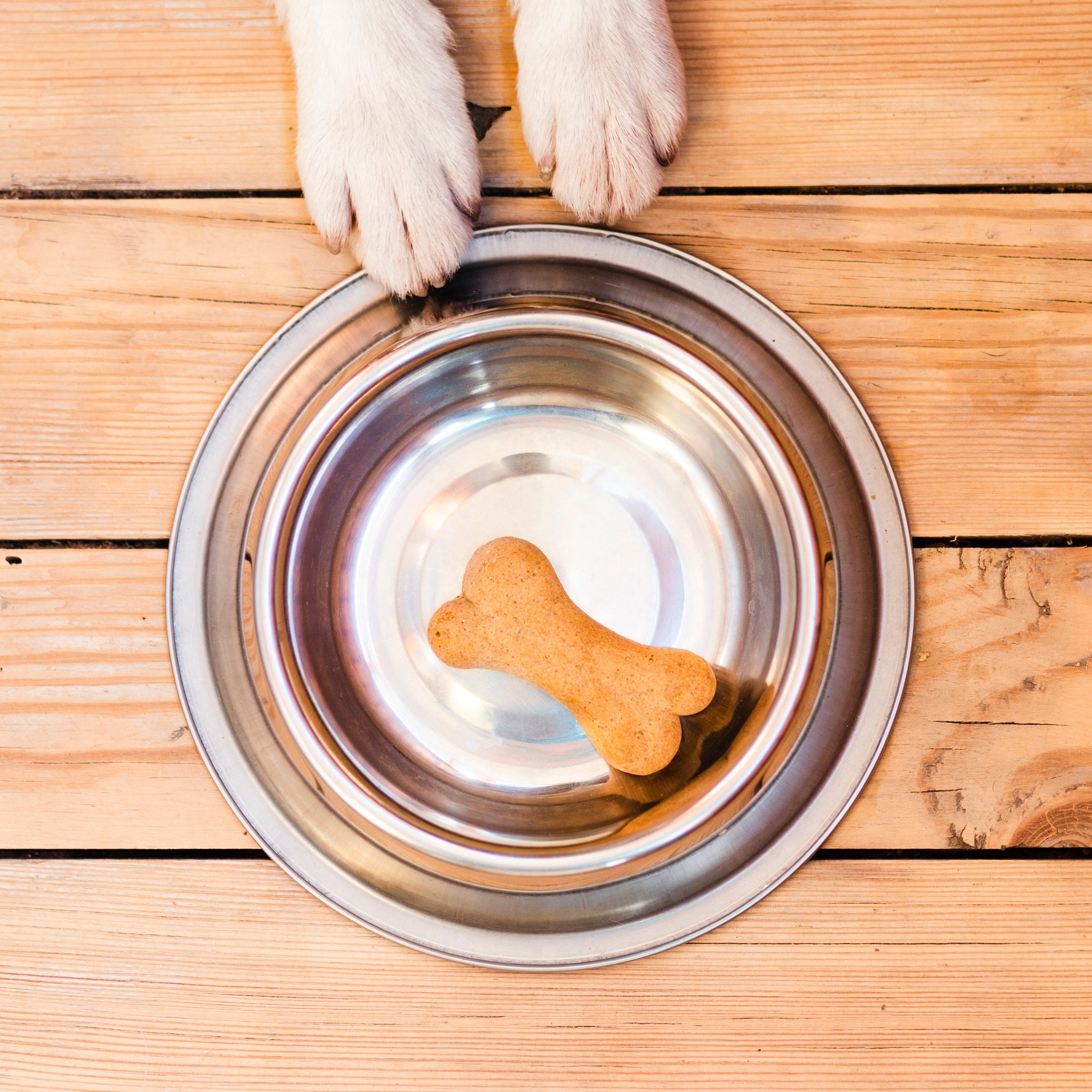Is Your Dog’s Bowl Making Them Sick? Let’s Talk Hygiene.