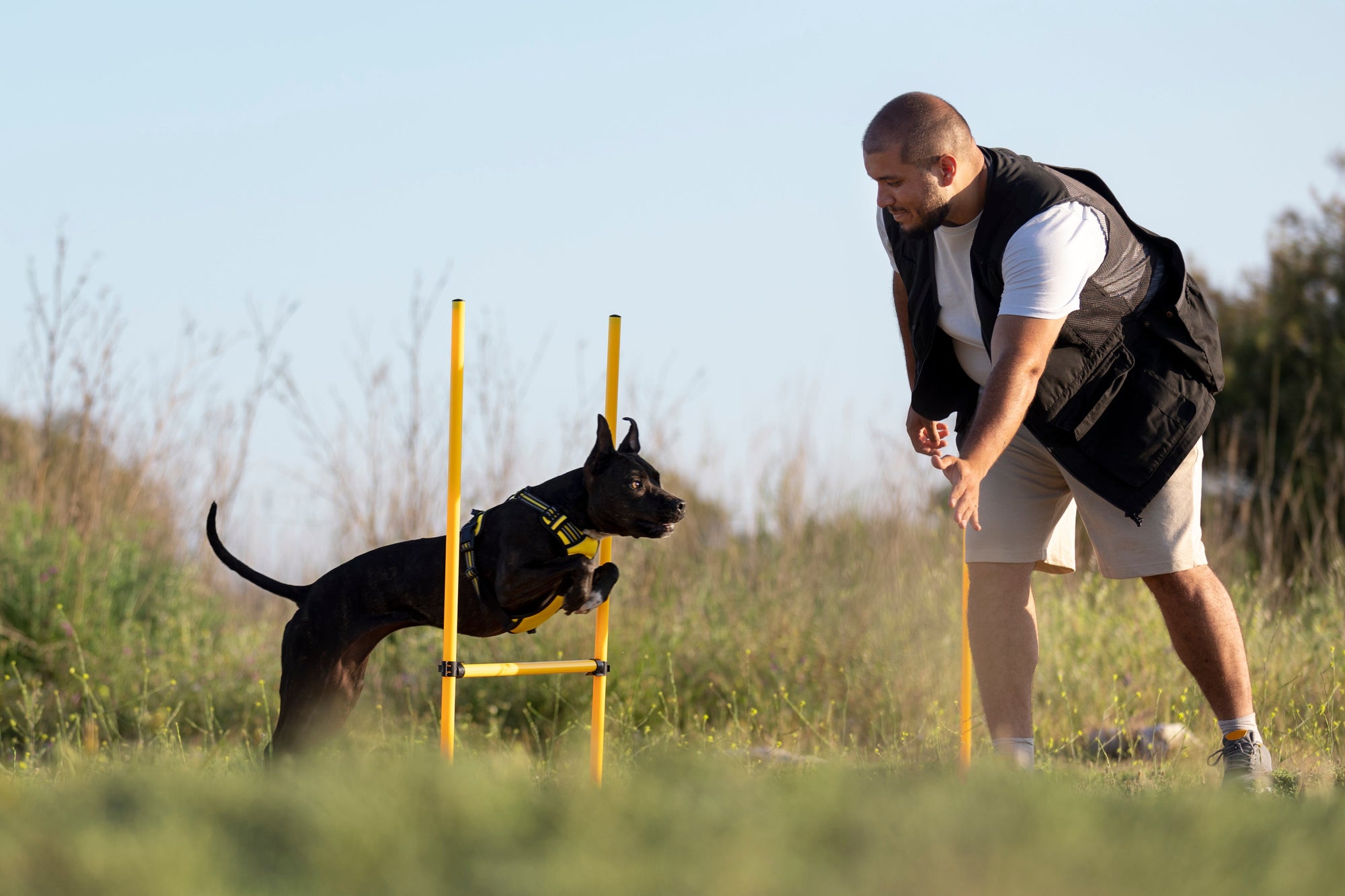 The 5 Golden Habits of Dog Training (Backed by Science)