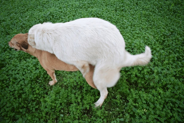 Why Do Dogs Hump (and How to Help Them Stop)?