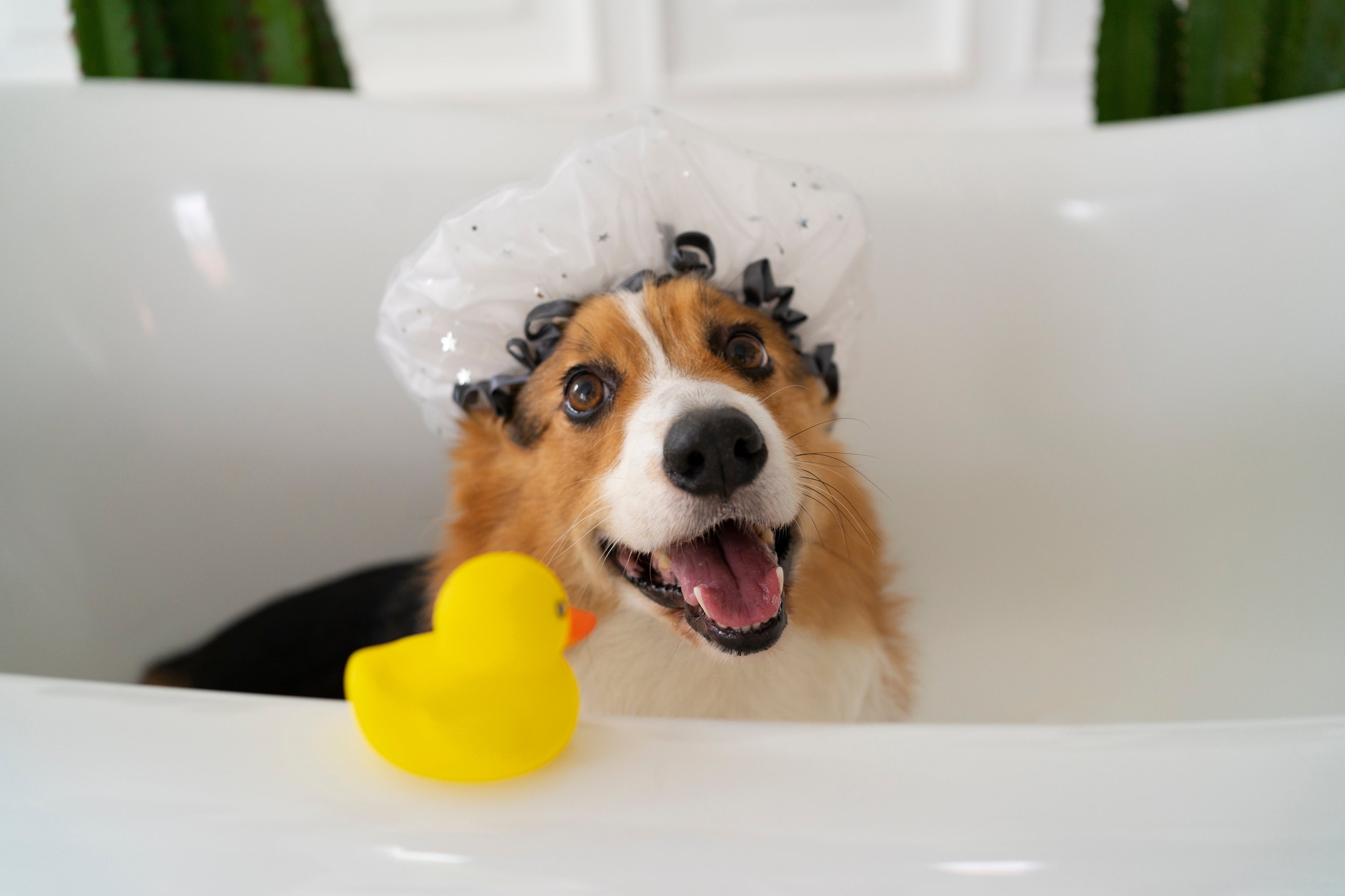 How Often Should You Really Bathe Your Dog?