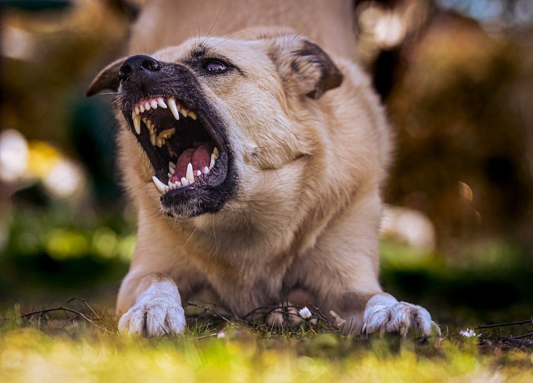 When Your Dog Bites: Understanding, Healing, and Moving Forward