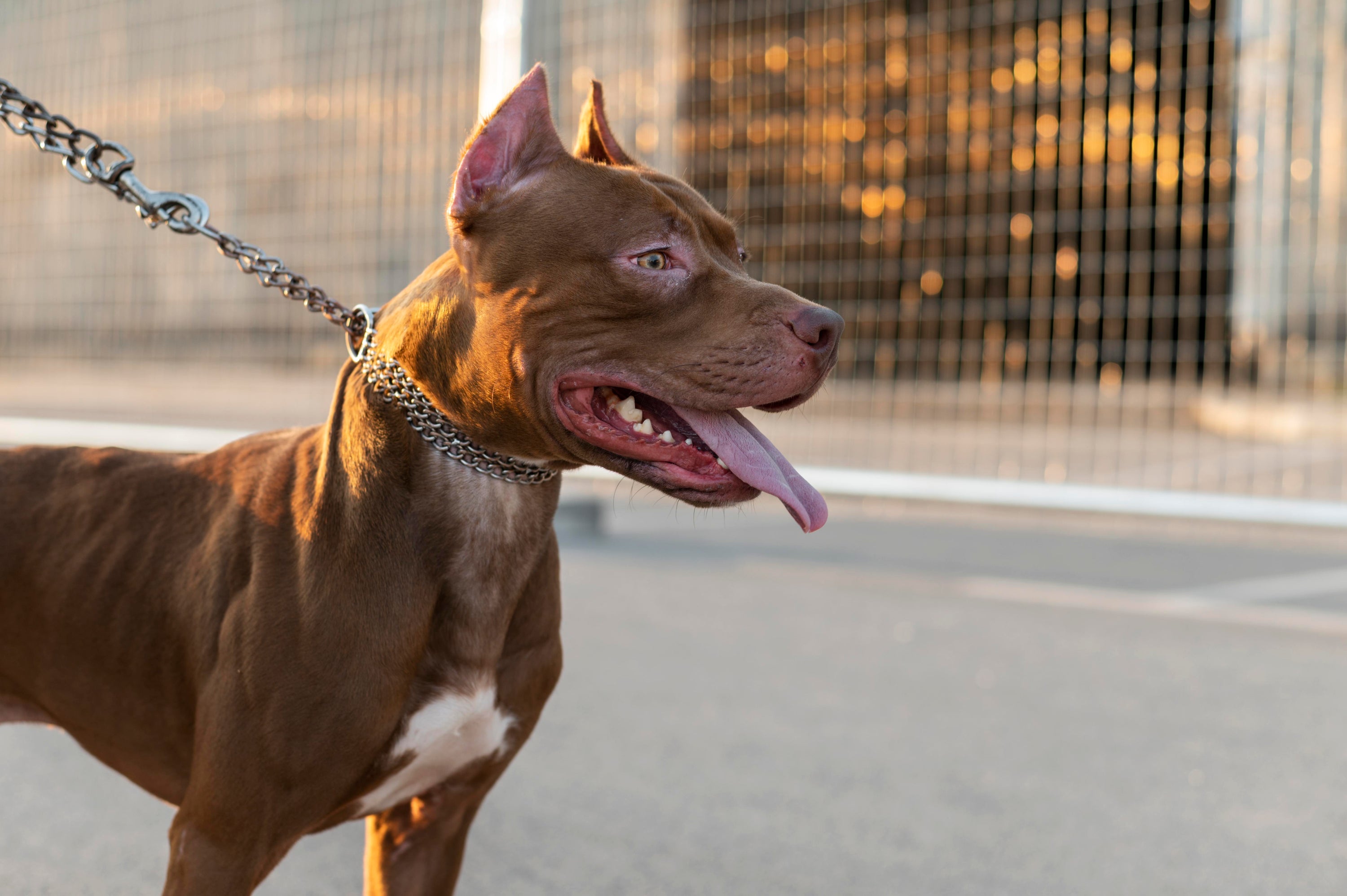 Understanding and Managing Aggression in Dogs the Viand Way