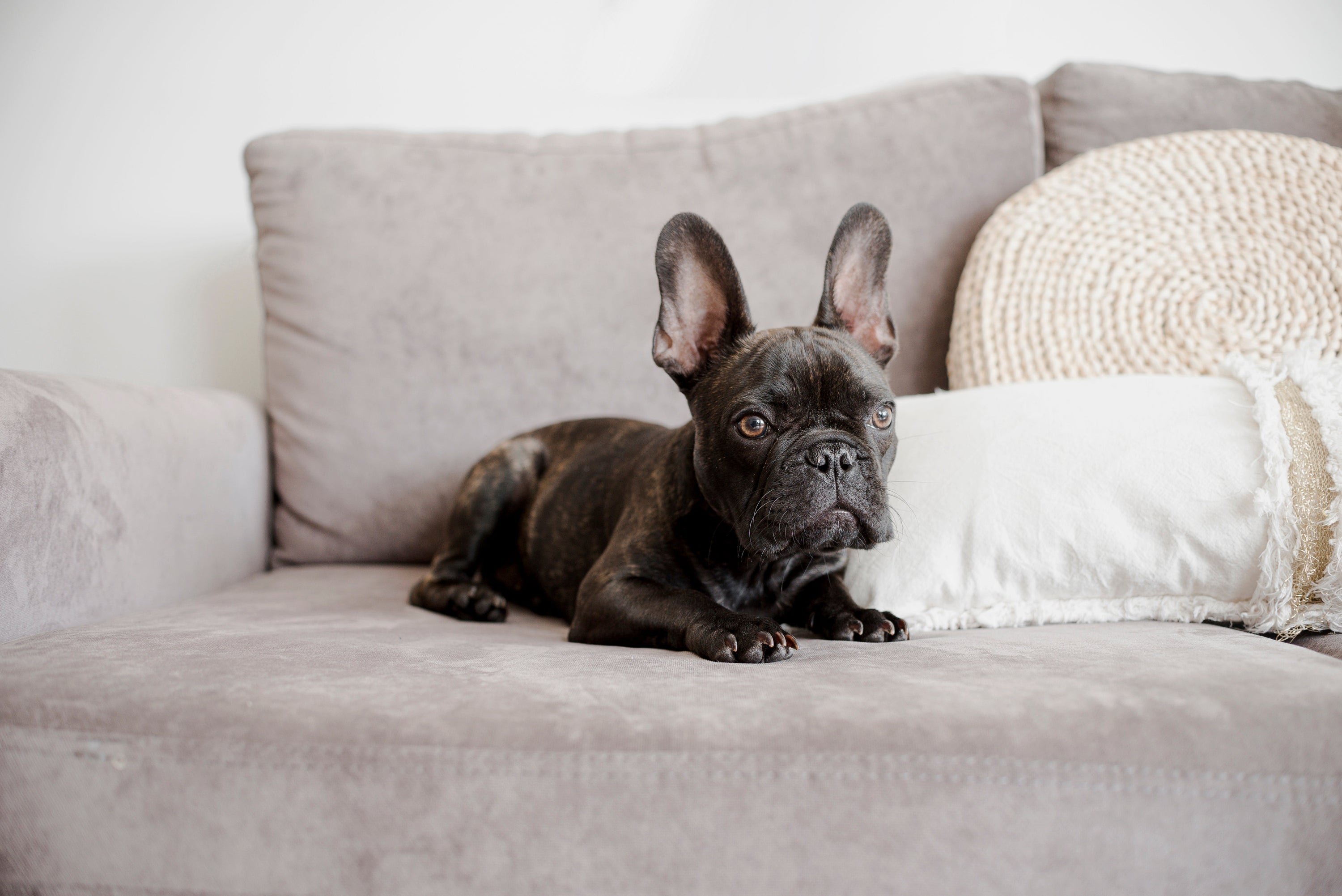 Should Dogs Be on the Couch? A Thoughtful Guide for Pet Parents