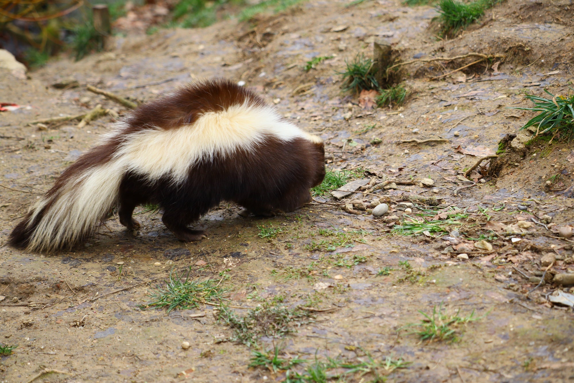 What to Do When Your Dog Gets Sprayed by a Skunk