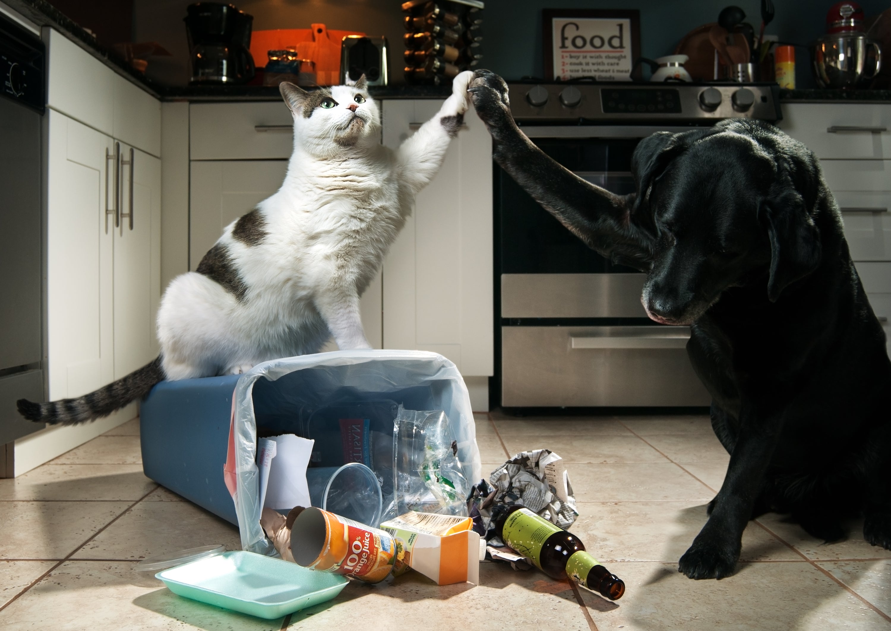 Top 5 Tips for Pets During the Holidays