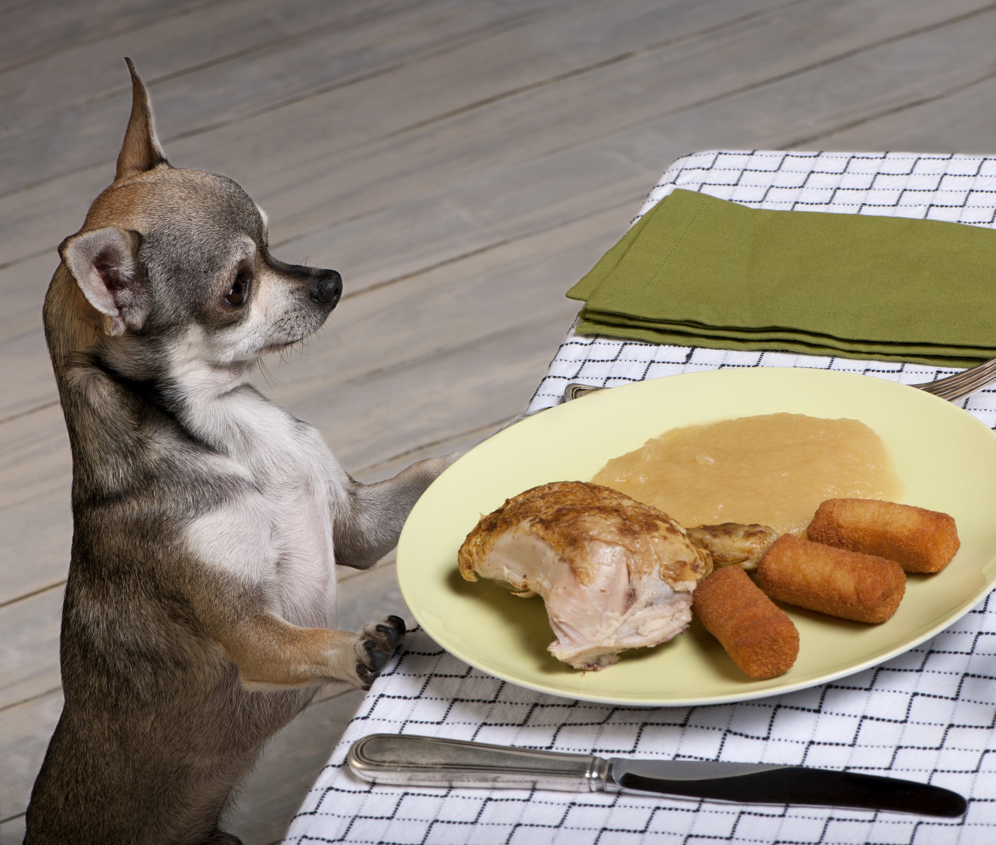 Is garlic and onions OK for my dog?