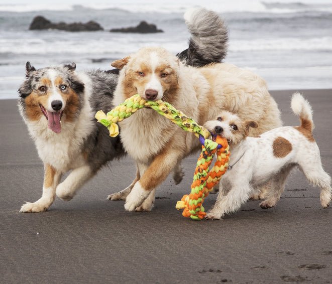 Fun Fact Friday: 3 Surprising Truths Every Pet Lover Should Know