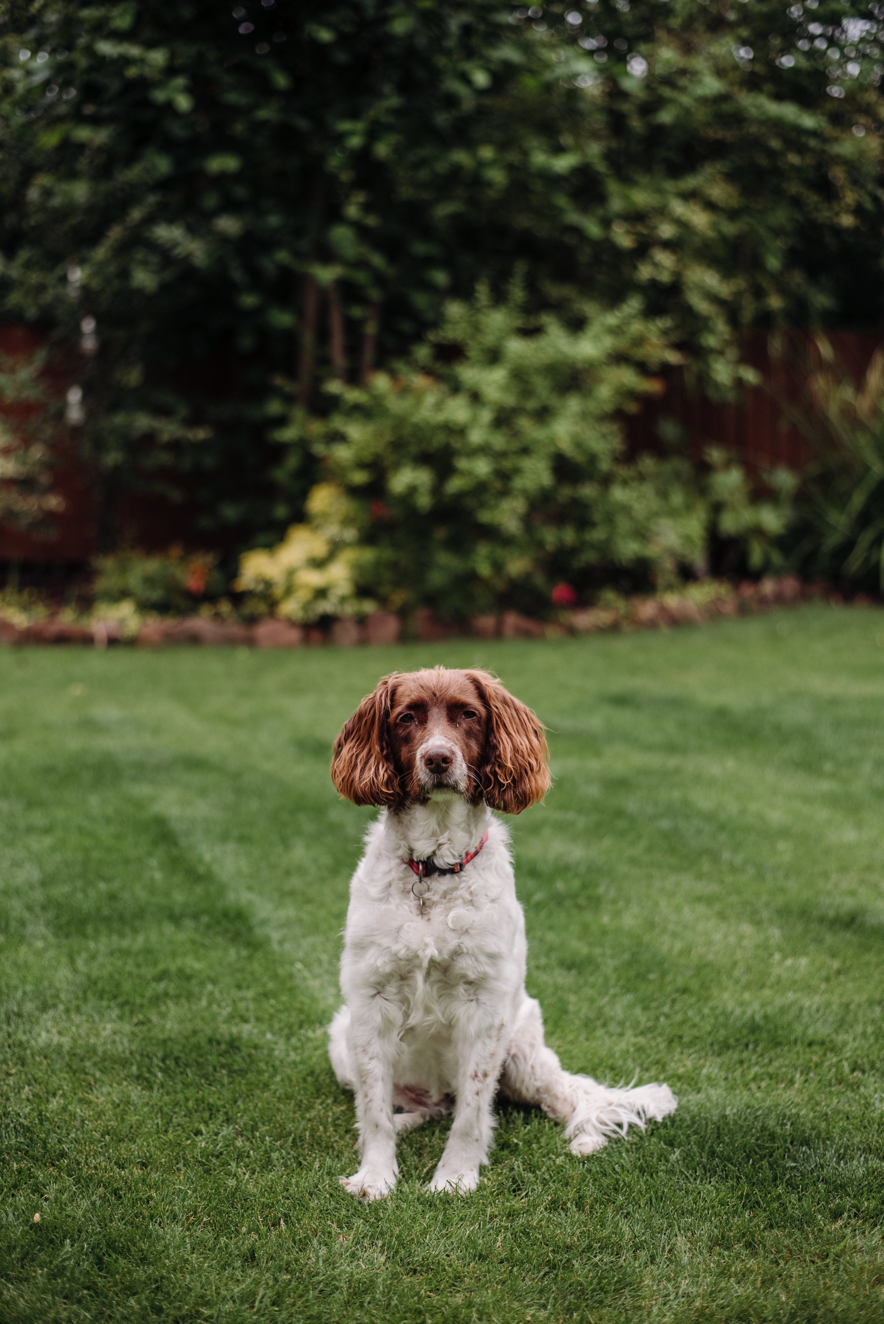 How to Protect Your Lawn from Dog Pee