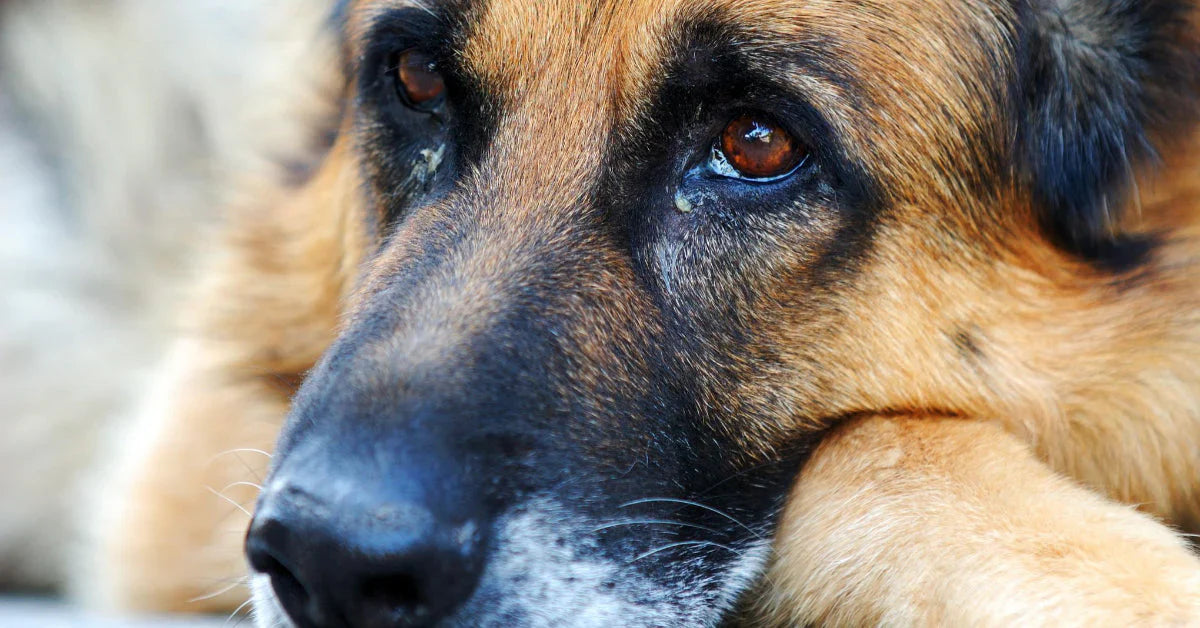 What’s the Goop in Your Dog’s Eyes?